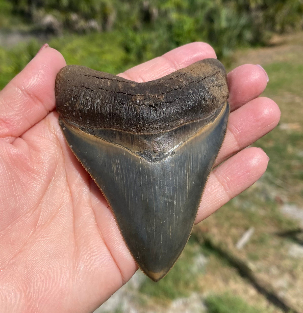 Shark Teeth