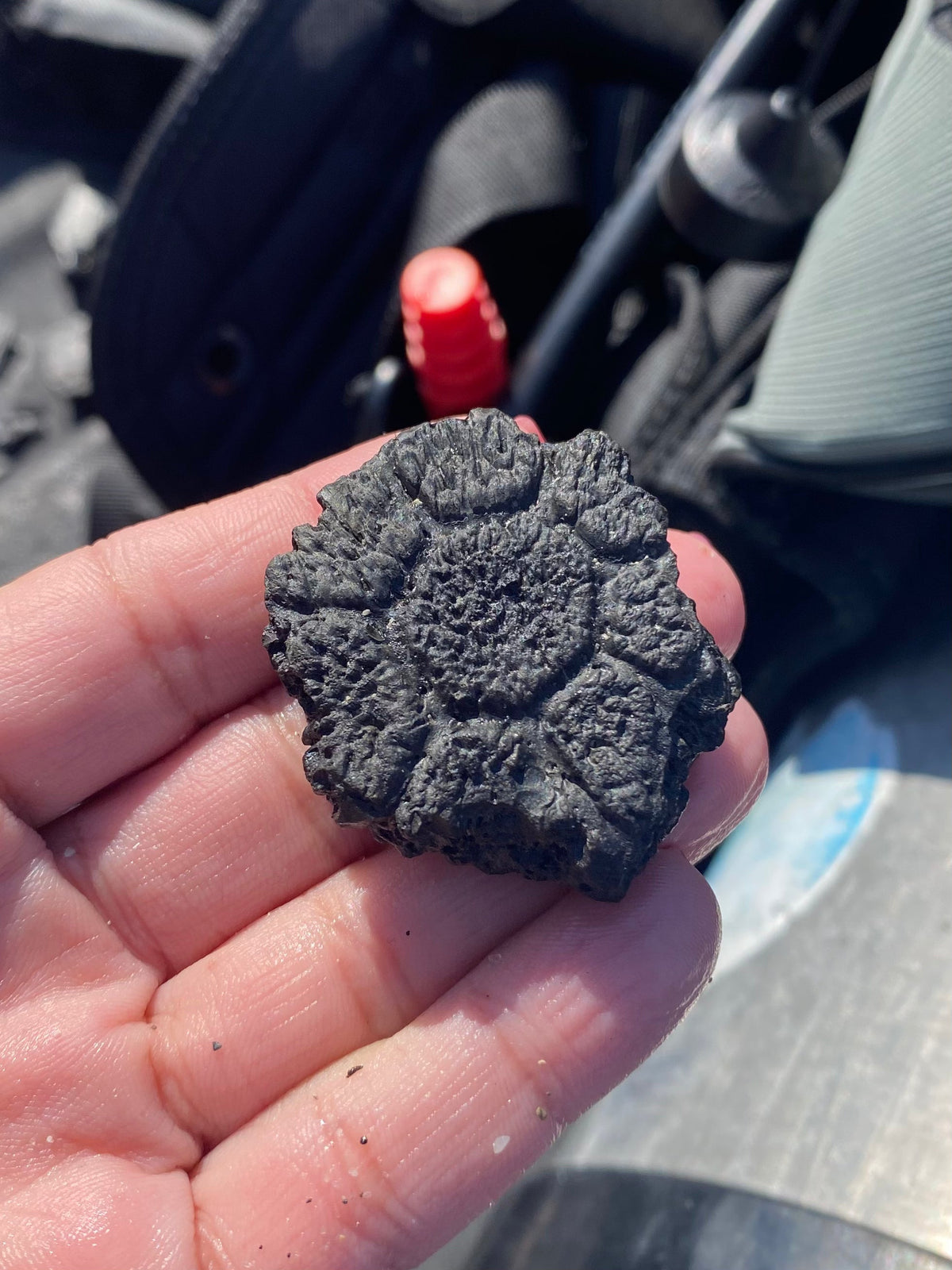 Fossils