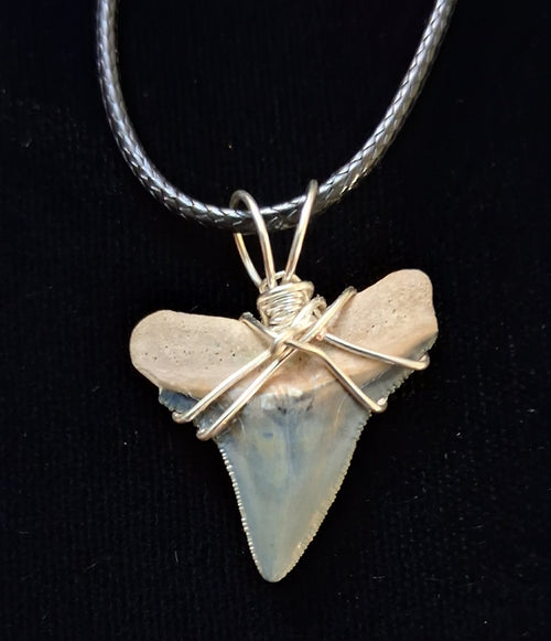 Bull Shark Tooth Wire Wrapped Pendant