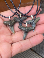 Lemon Shark Tooth Pendant
