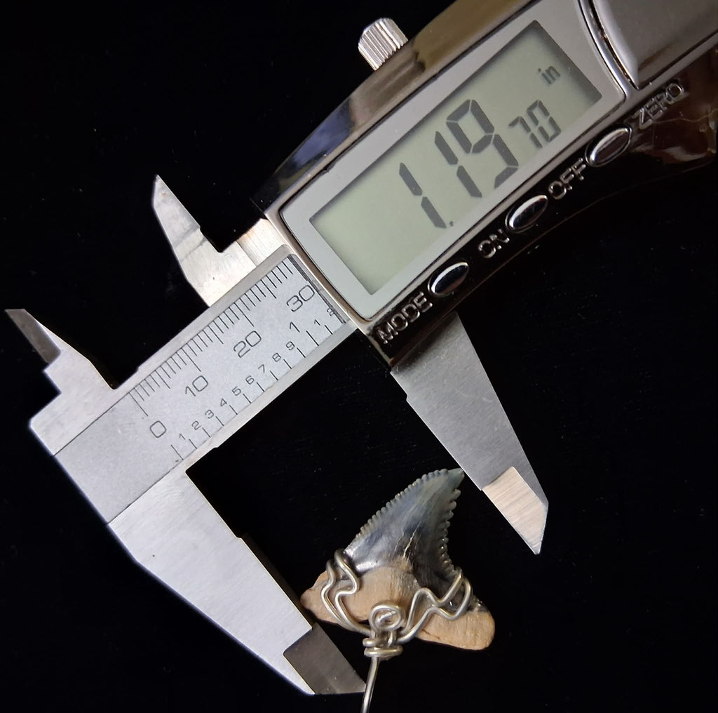 Upper Hemipristis “Snaggletooth” Shark Tooth Wire Wrapped Pendant