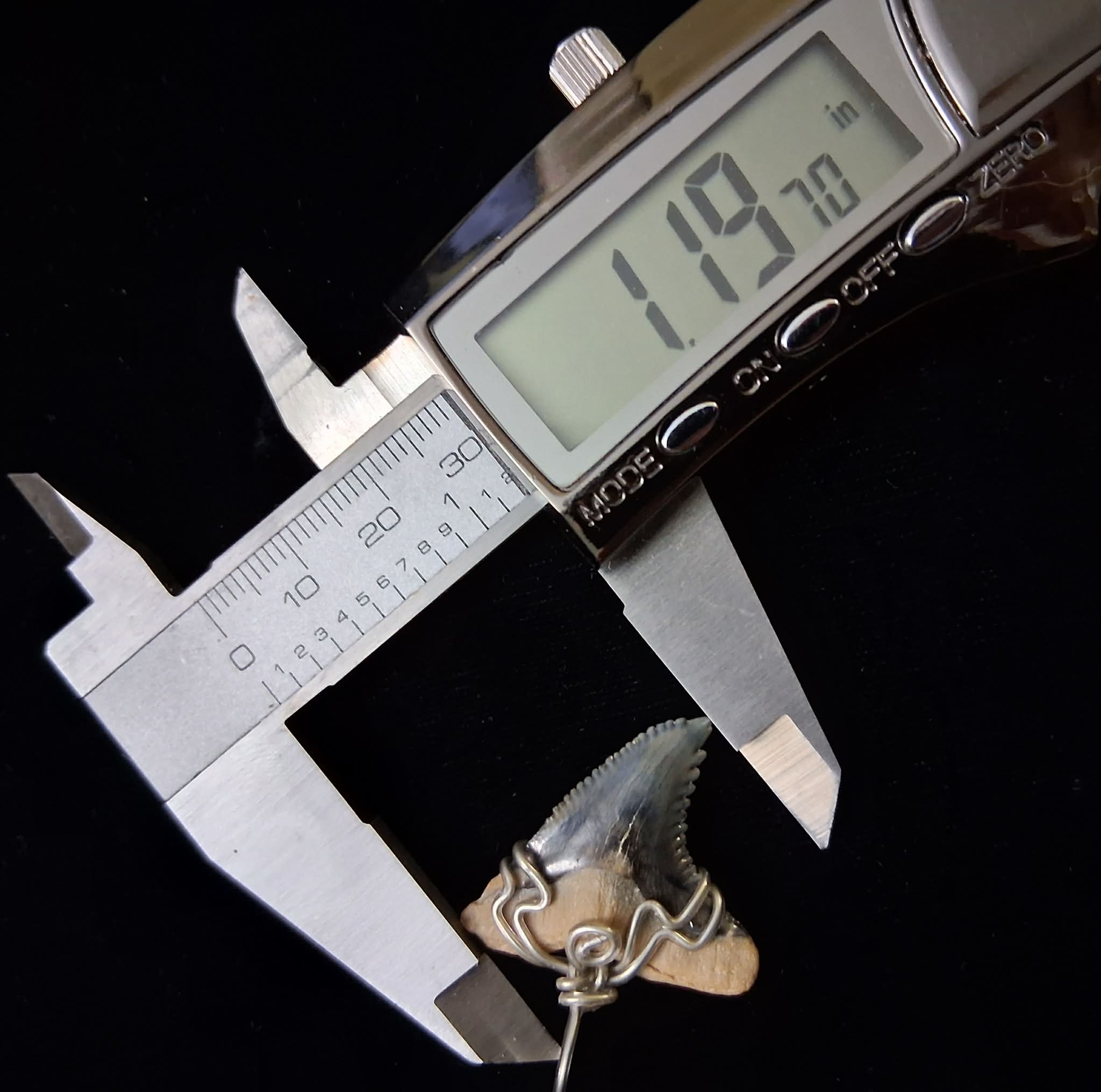 Upper Hemipristis “Snaggletooth” Shark Tooth Wire Wrapped Pendant