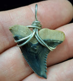Upper Hemipristis “Snaggletooth” Shark Tooth Wire Wrapped Pendant