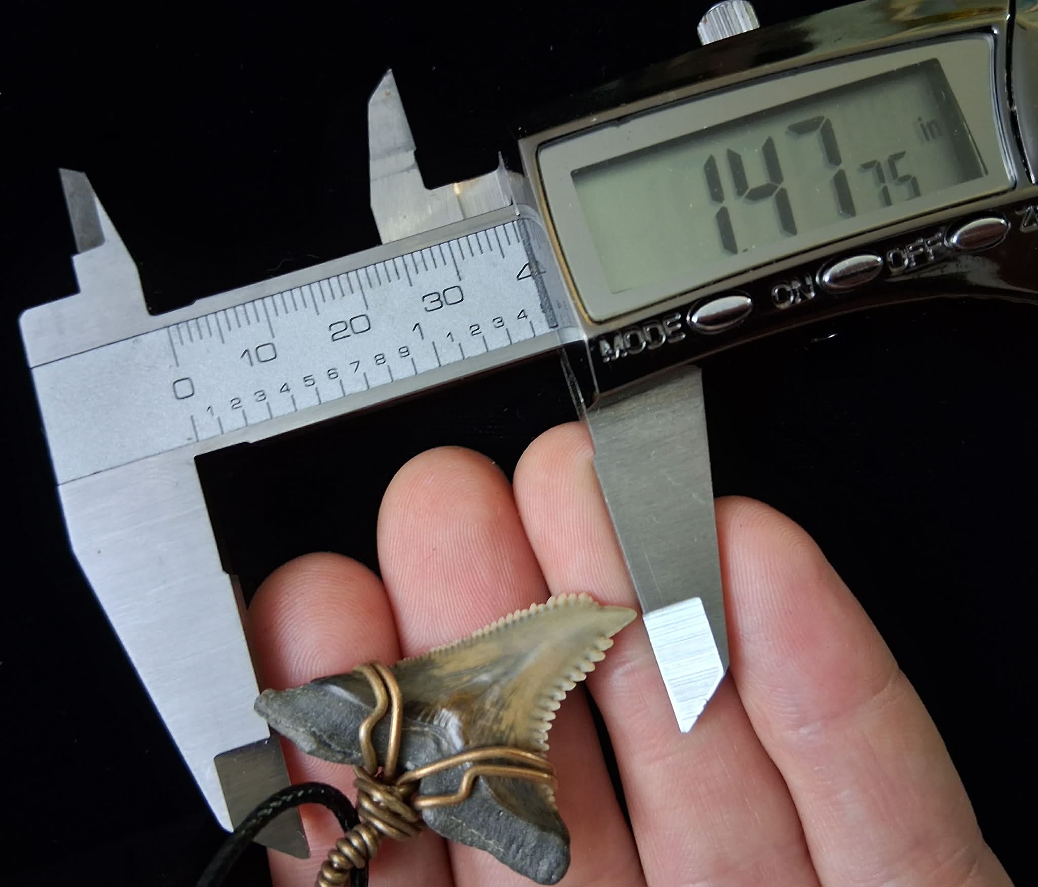 Upper Hemipristis “Snaggletooth” Shark Tooth Wire Wrapped Pendant