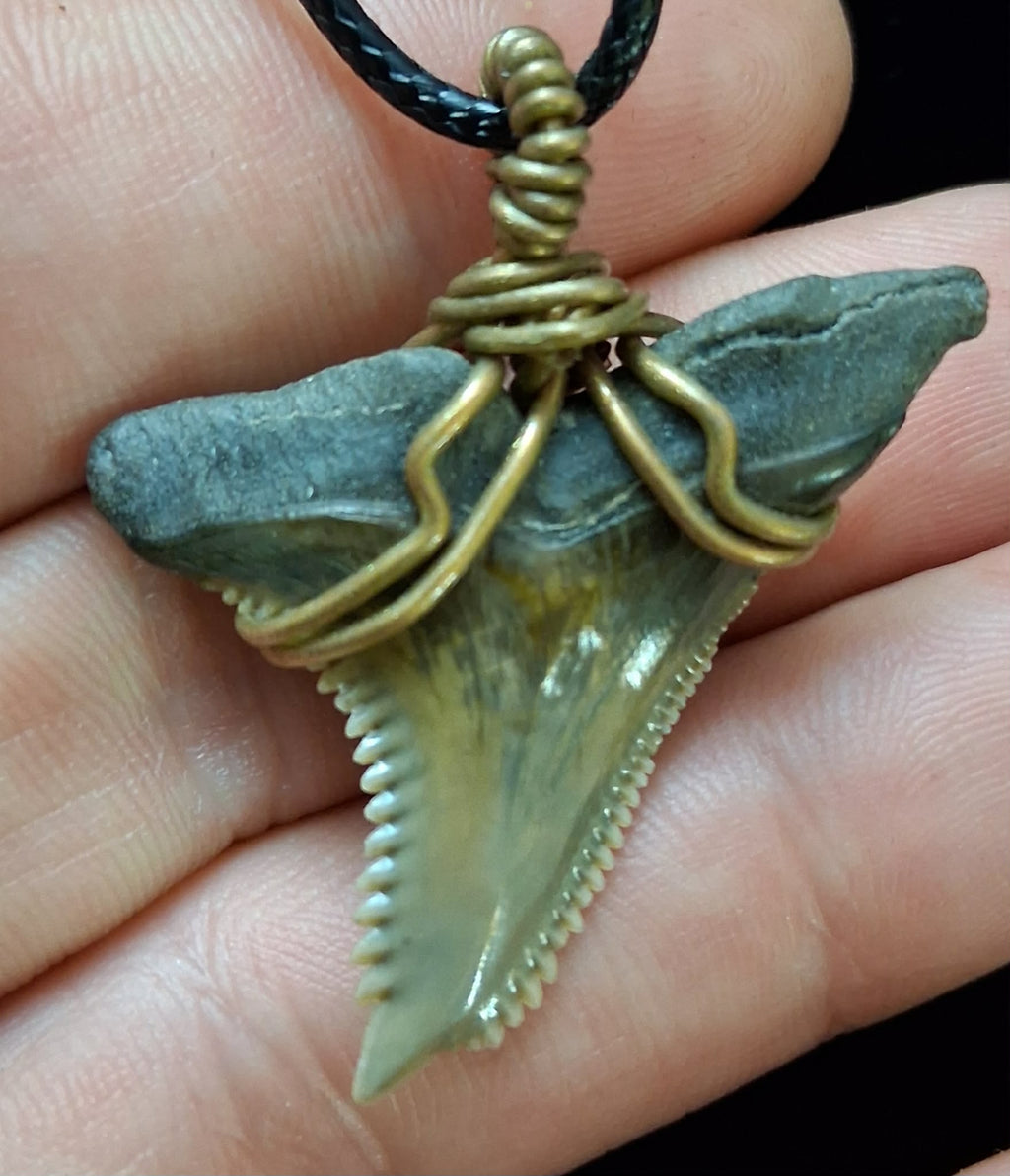 Upper Hemipristis “Snaggletooth” Shark Tooth Wire Wrapped Pendant