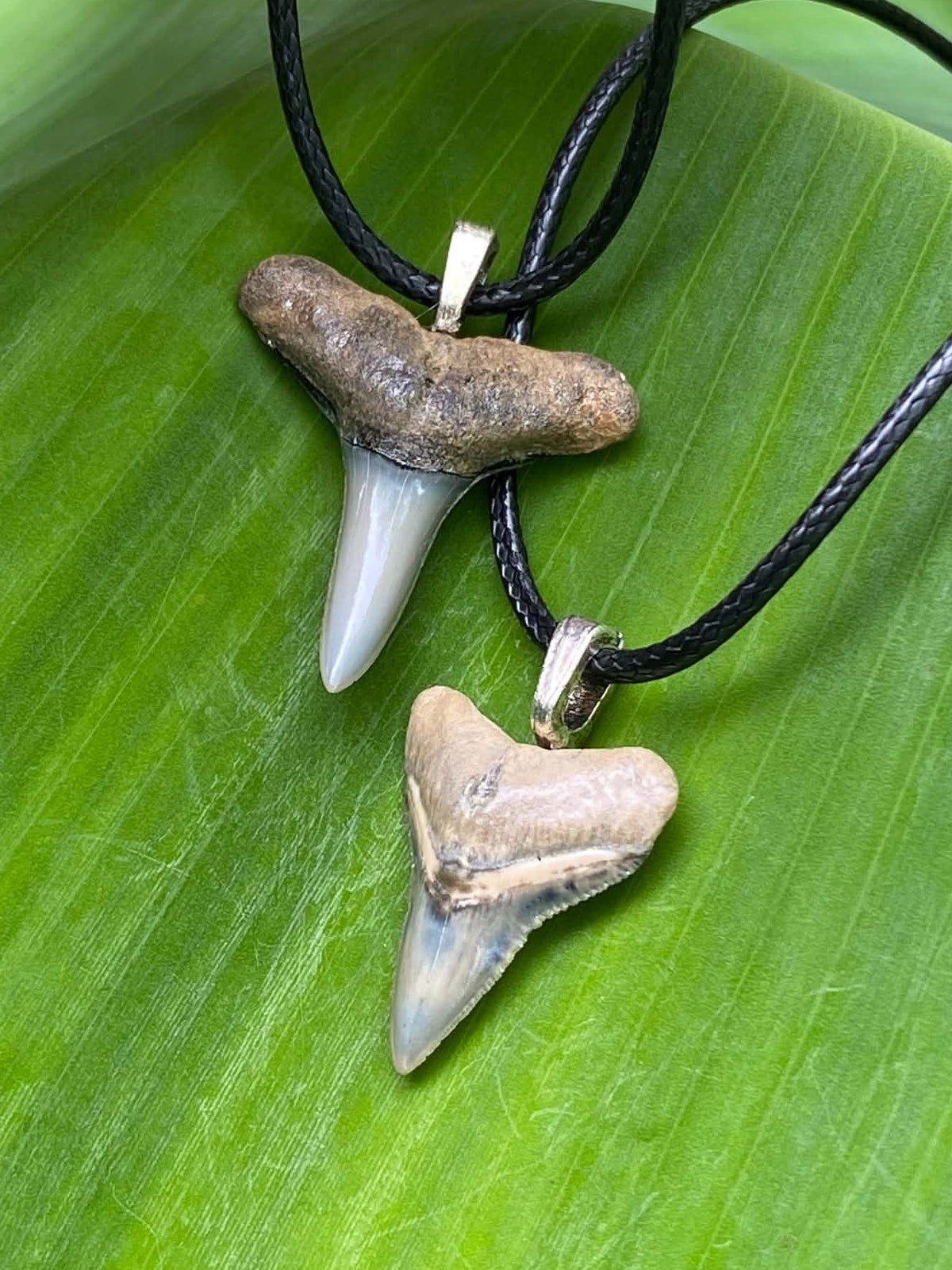 Bull Shark Tooth Pendant