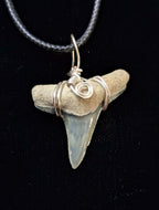 Lemon Shark Tooth Wire Wrapped Pendant