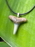 Bull Shark Tooth Pendant
