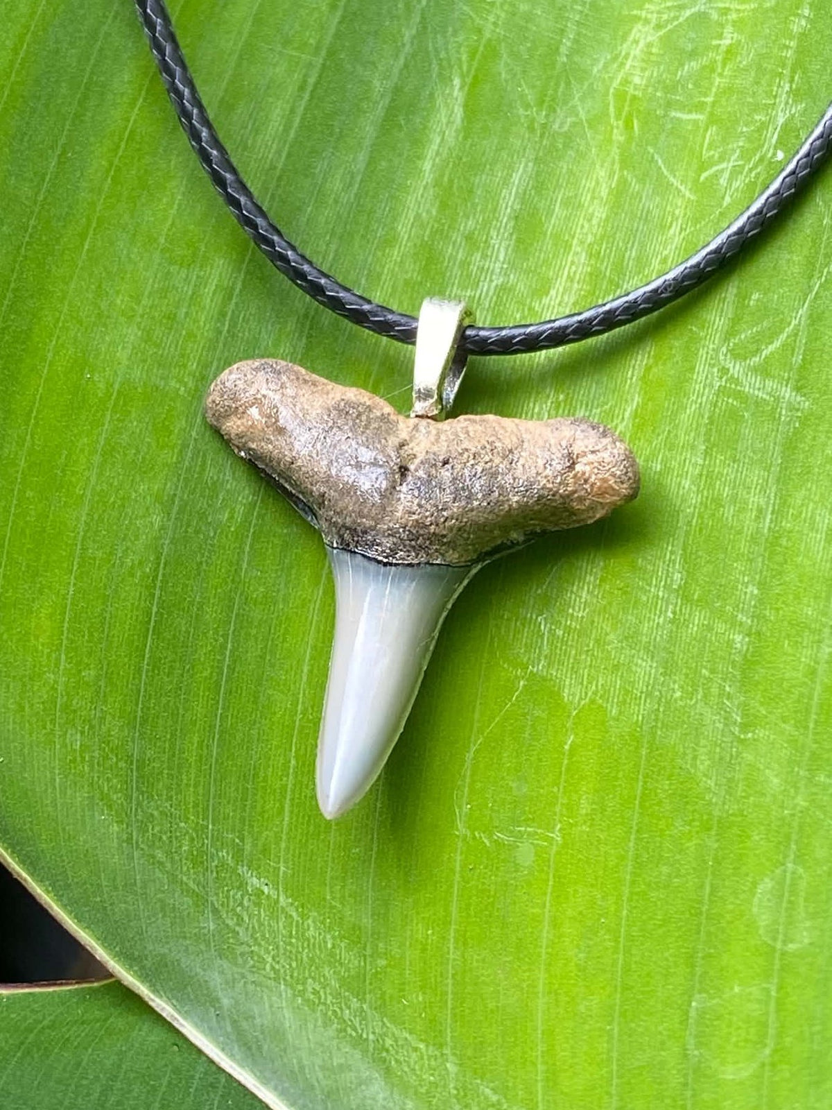 Bull Shark Tooth Pendant