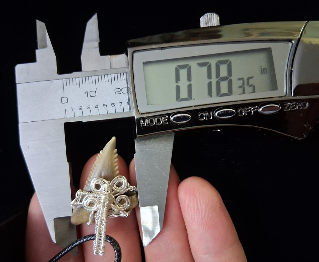 Upper Hemipristis “Snaggletooth” Shark Tooth Wire Wrapped Pendant