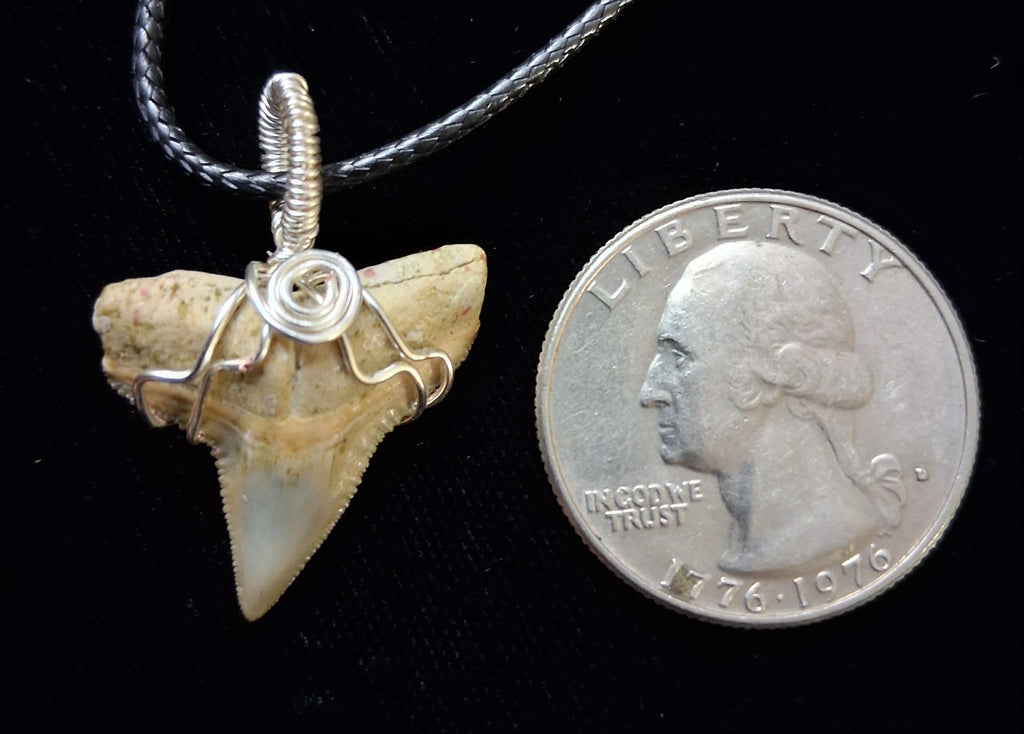 Bull Shark Tooth Wire Wrapped Pendant