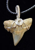 Bull Shark Tooth Wire Wrapped Pendant