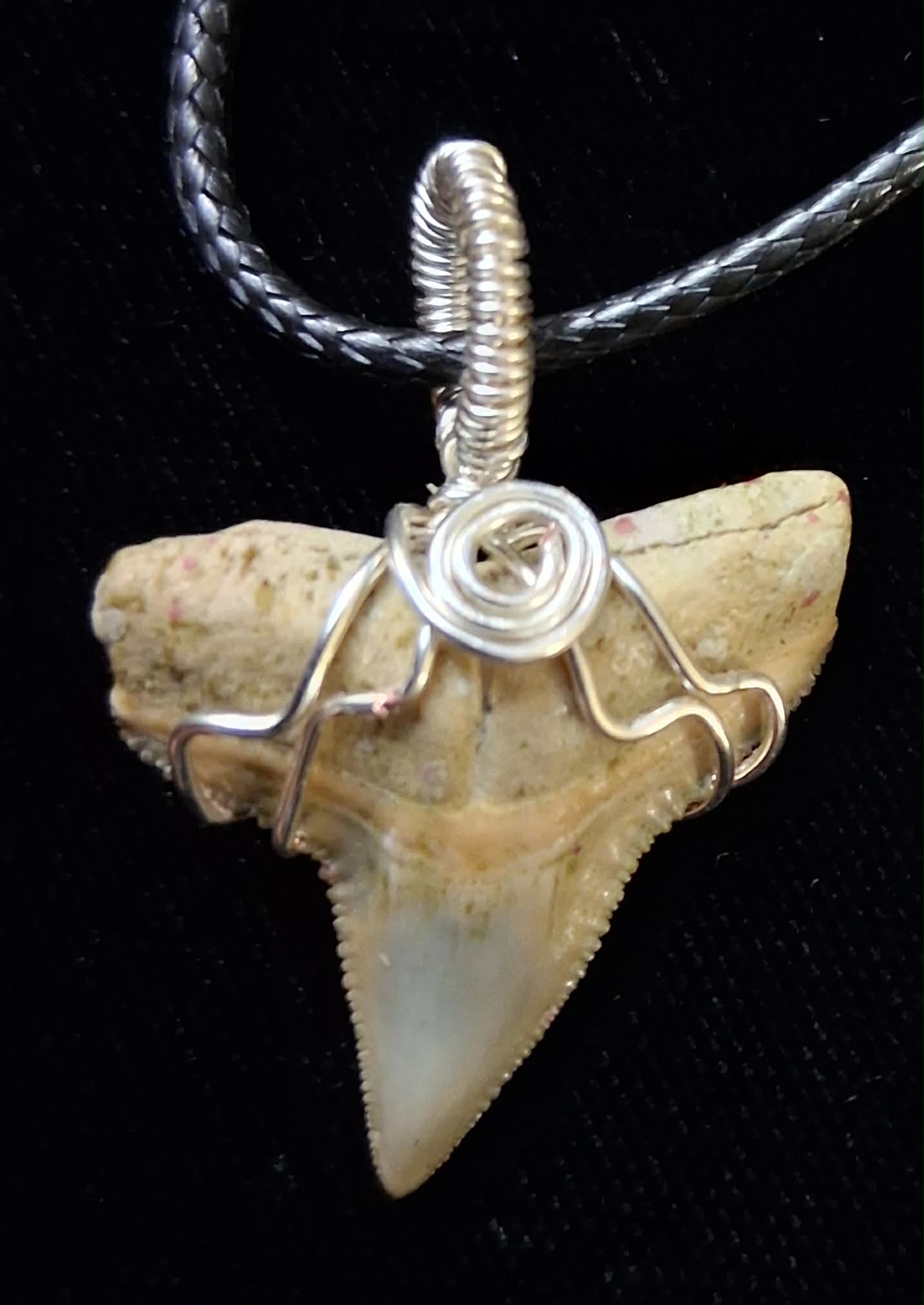 Bull Shark Tooth Wire Wrapped Pendant