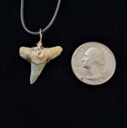 Lemon Shark Tooth Wire Wrapped Pendant