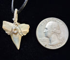 Bull Shark Tooth Wire Wrapped Pendant