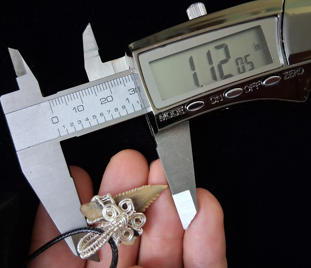 Upper Hemipristis “Snaggletooth” Shark Tooth Wire Wrapped Pendant