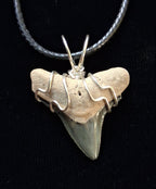 Bull Shark Tooth Wire Wrapped Pendant