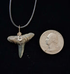 Lemon Shark Tooth Wire Wrapped Pendant