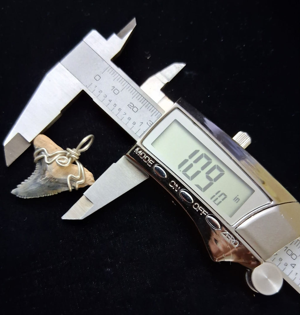 Upper Hemipristis “Snaggletooth” Shark Tooth Wire Wrapped Pendant