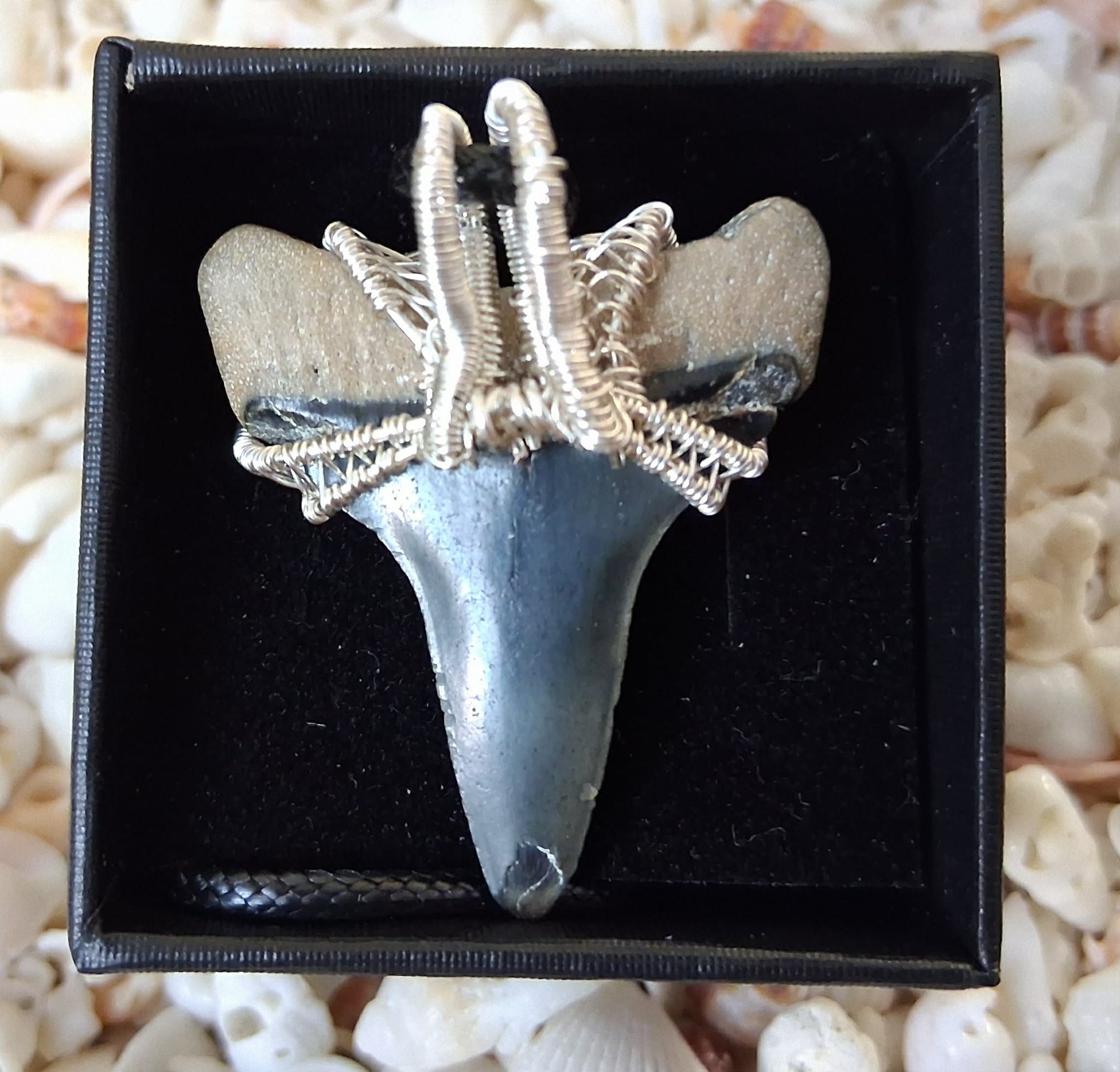 Golden Beach Lower Mako Shark Tooth Wire Wrapped Pendant