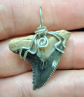Upper Hemipristis “Snaggletooth” Shark Tooth Wire Wrapped Pendant