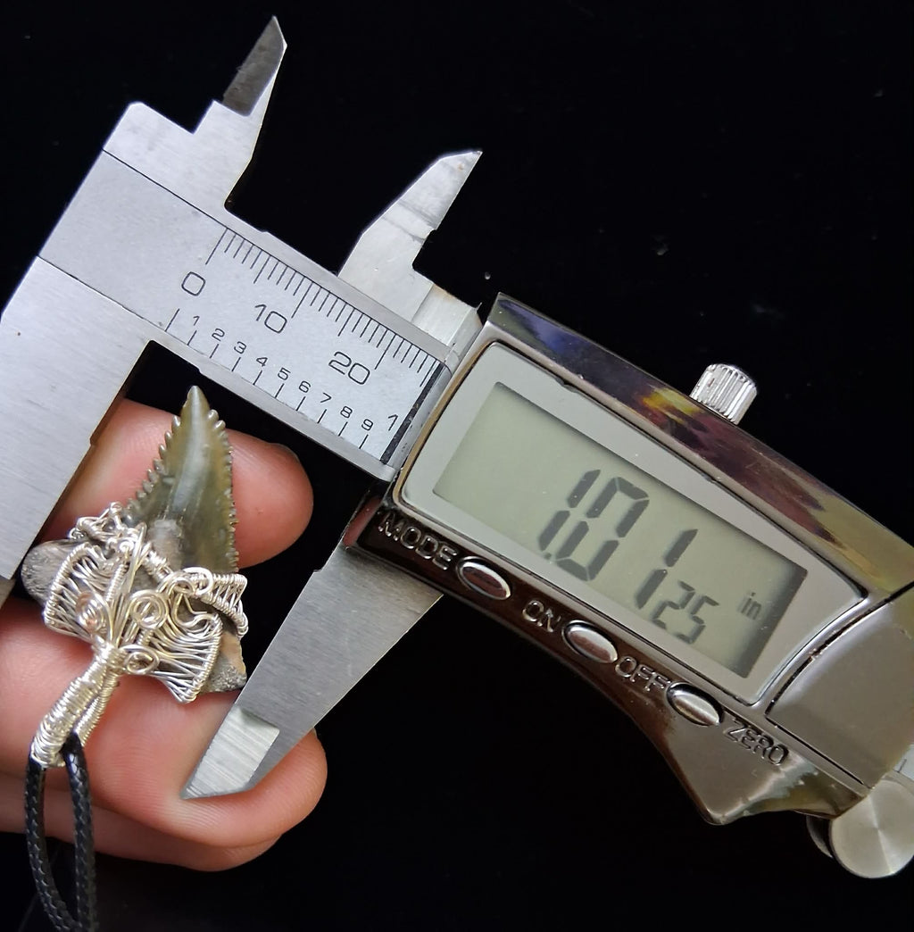 Upper Hemipristis “Snaggletooth” Shark Tooth Wire Wrapped Pendant