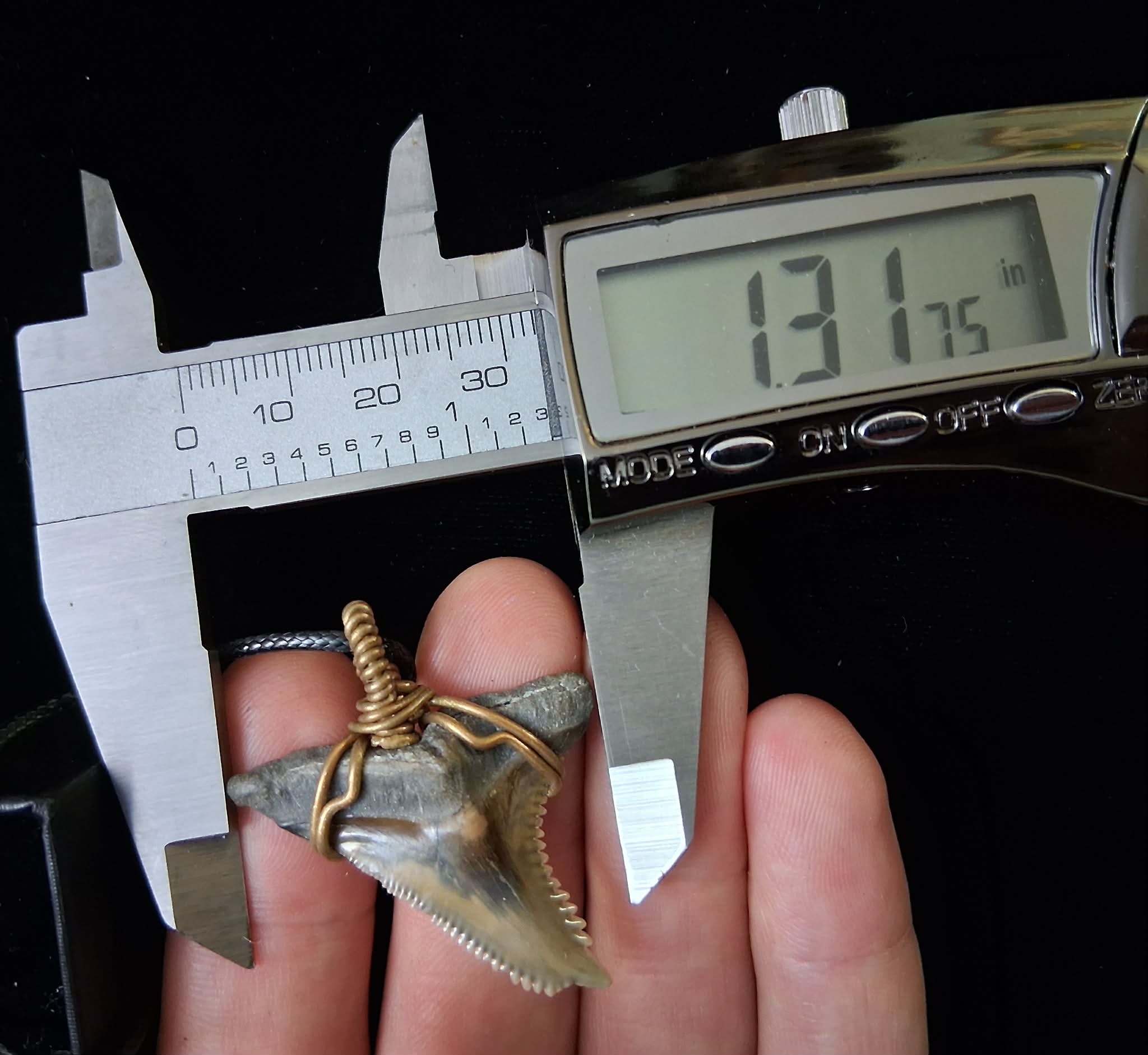 Upper Hemipristis “Snaggletooth” Shark Tooth Wire Wrapped Pendant