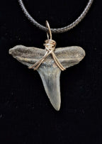 Lemon Shark Tooth Wire Wrapped Pendant