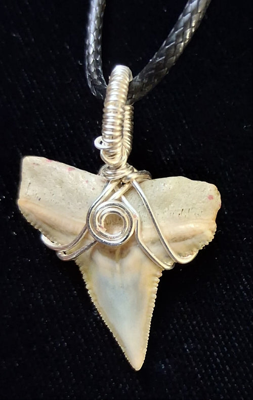 Bull Shark Tooth Wire Wrapped Pendant