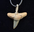 Lemon Shark Wire Wrapped Pendant