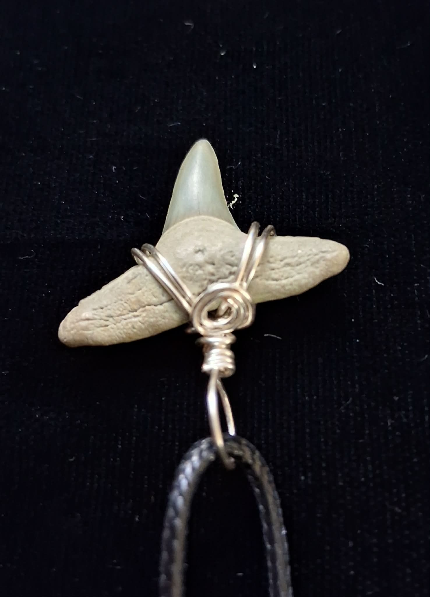 Lemon Shark Tooth Pendant