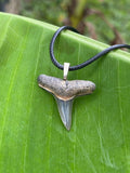 Lemon Shark Tooth Pendant