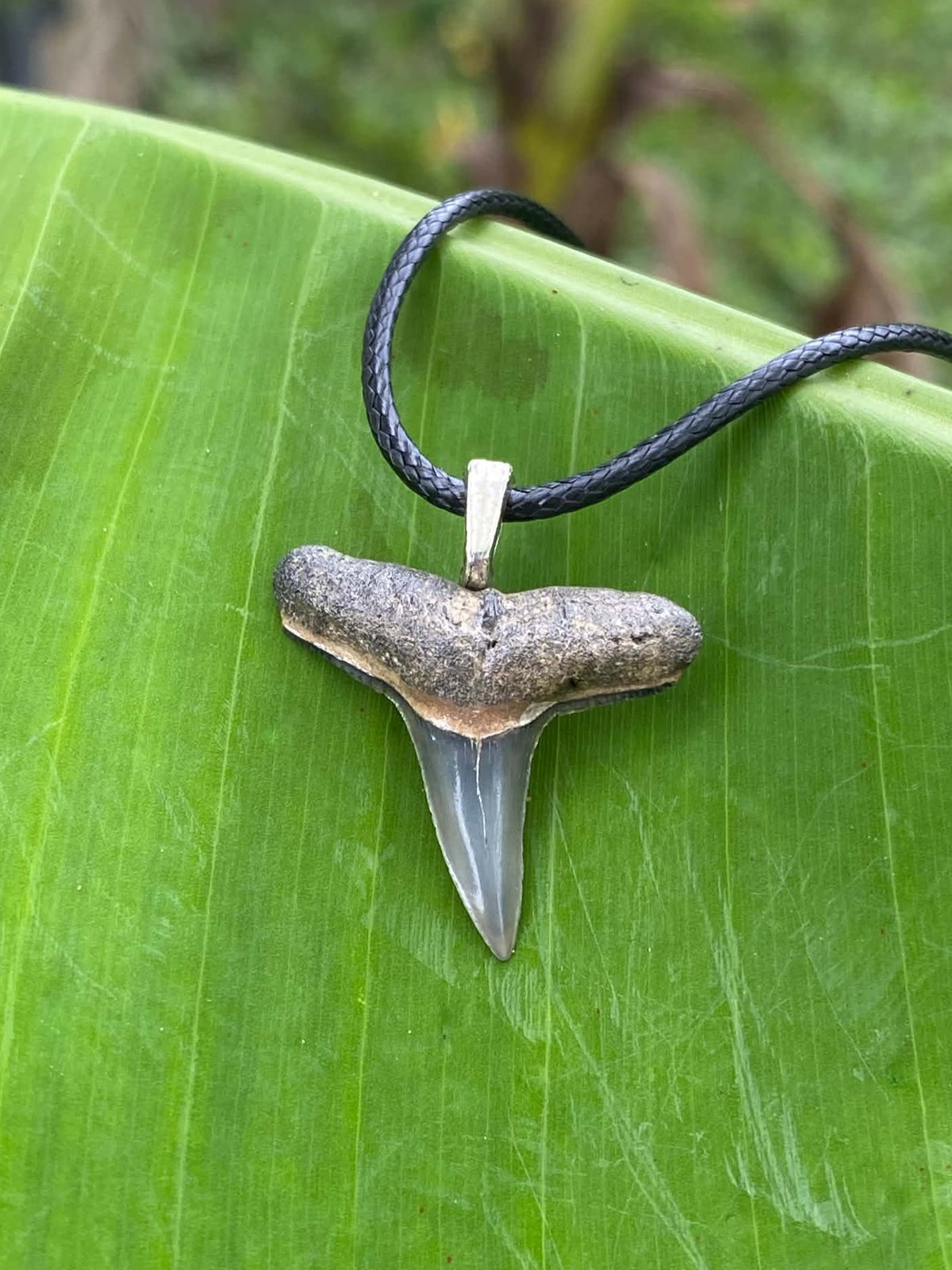 Lemon Shark Tooth Pendant