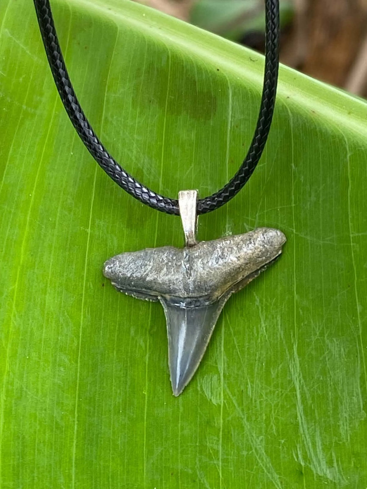 Lemon Shark Tooth Pendant