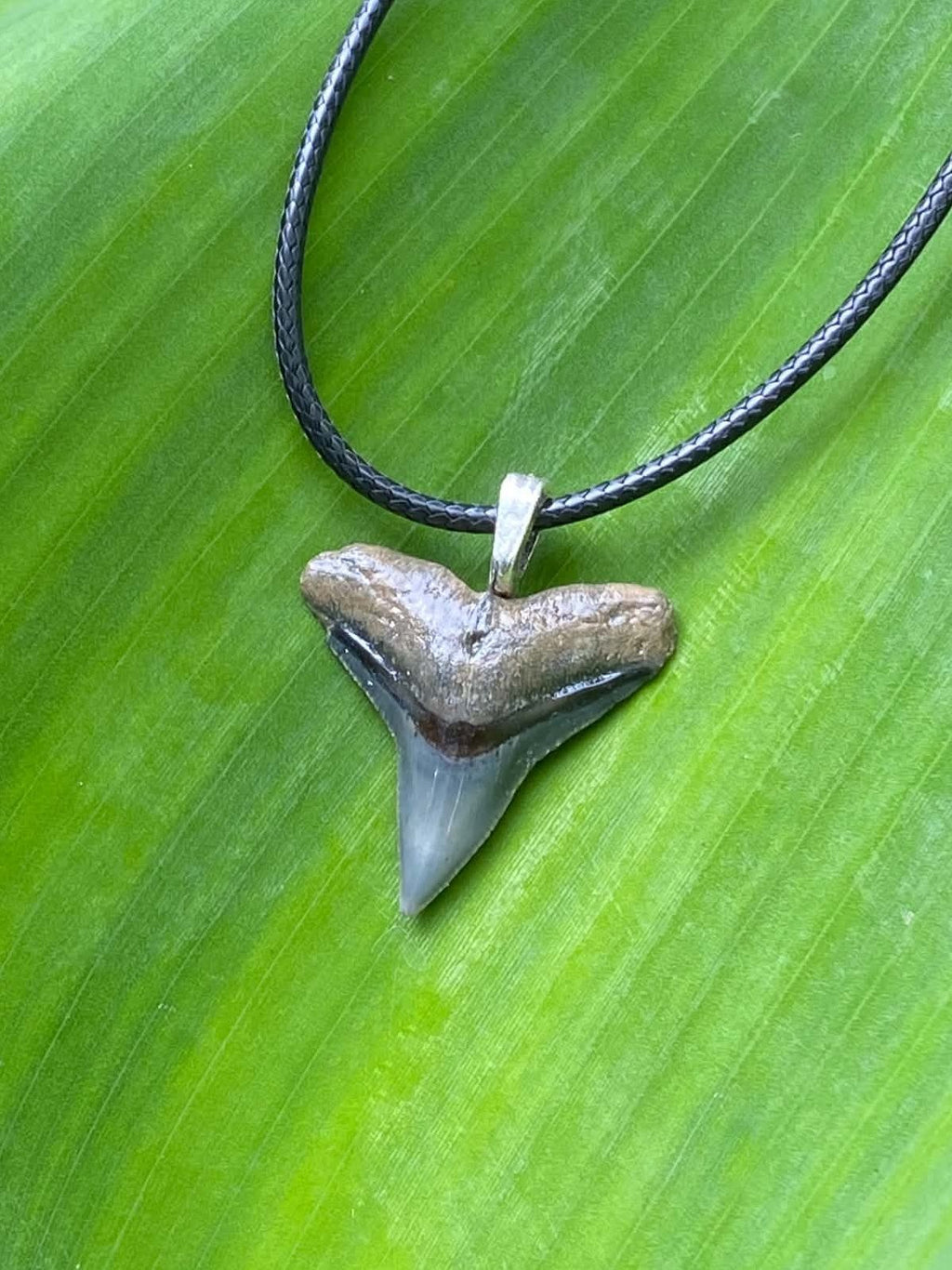 Bull Shark Tooth Pendant