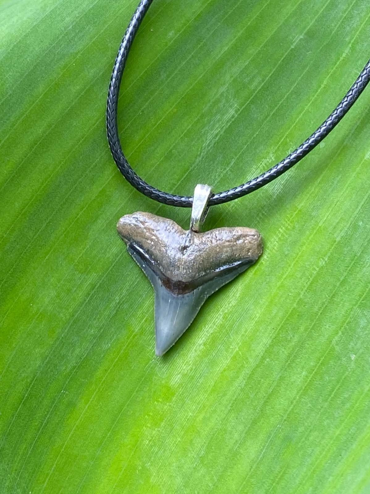 Bull Shark Tooth Pendant