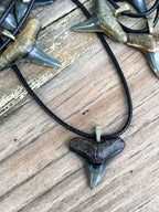 Bull Shark Tooth Pendant