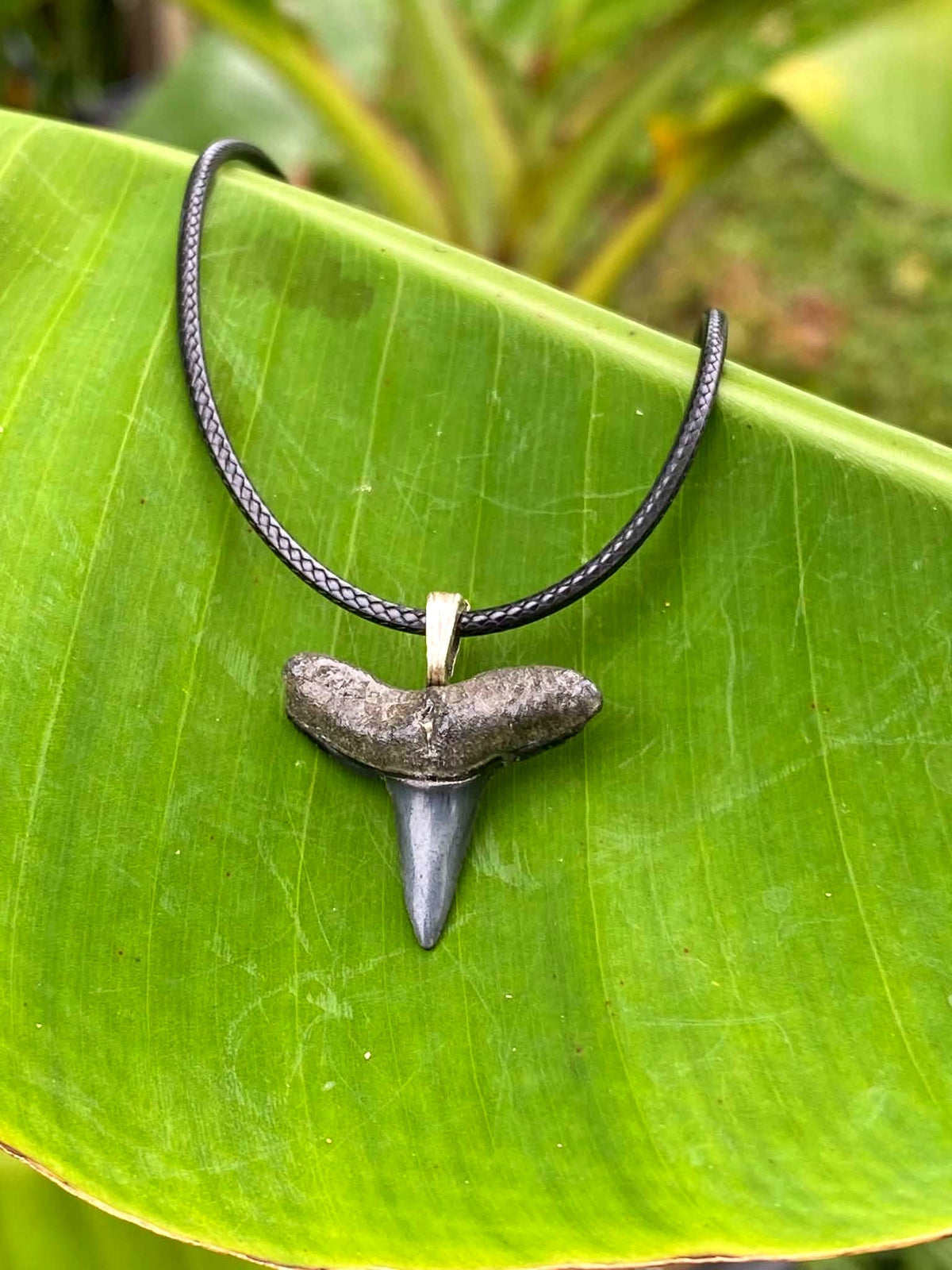 Lemon Shark Tooth Pendant