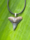 Bull Shark Tooth Pendant