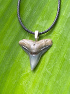 Bull Shark Tooth Pendant